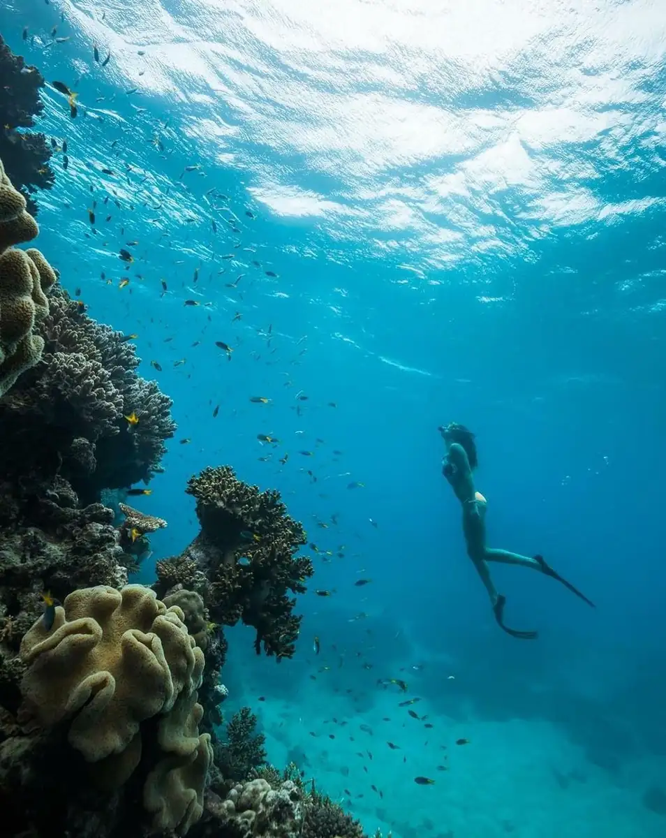 Eye On The Reef, Just Log What You See & Help Out