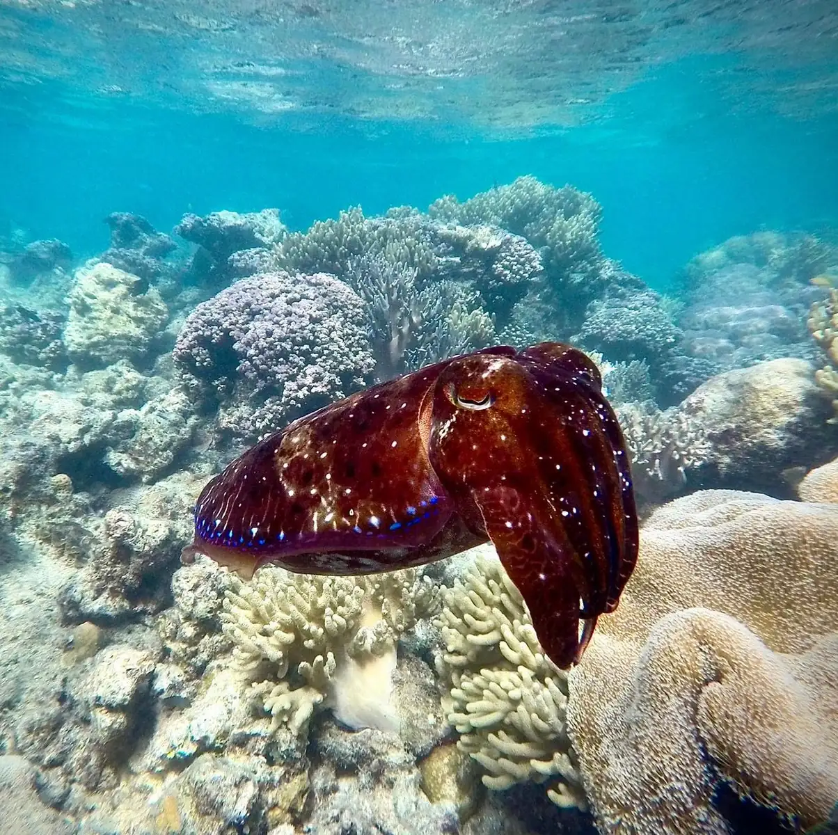 Plan A Meaningful Reef Day